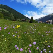 blumenwiesen bei weitental