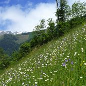 pfunderer tal blumenwiesen bei hinterdrittel