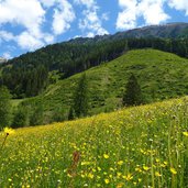 pfunderer tal blumenwiesen bei hinterdrittel