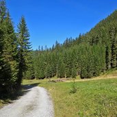 lichtung wiese im wikler tal bei kartitsch