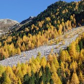 laerchenwald unter dem zinsnock herbst muehlbachtal autunno val molini