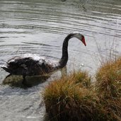 Naturlehrpfad Antholzer See