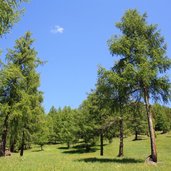 Wiese Frondeigen 