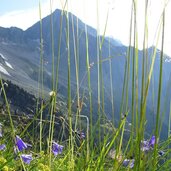 DSC antholz glockenblume p