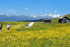 blumenwiesen wiesen landschaft rodenecker alm wanderer