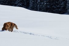 RS cane nella neve hund schnee