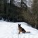 RS winterweg hund