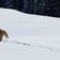 RS cane nella neve hund schnee