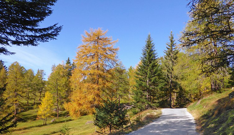 laerchenwiesen bei spinges weg nr