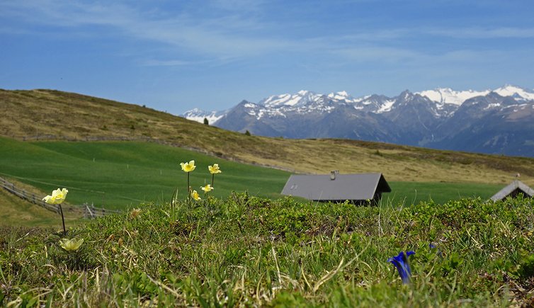 fruehling bei burgstallalm