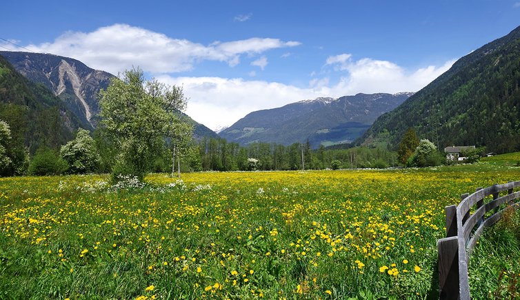 wiesen im tauferer tal fruehling