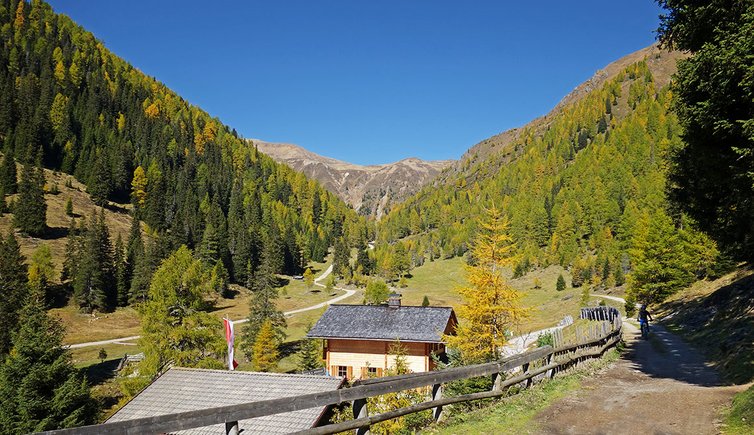 silvestertal silvesteralm herbst wald