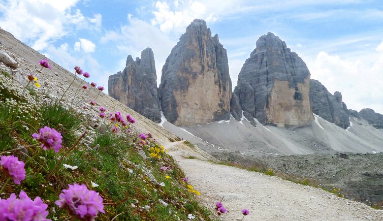 alpenblumen und drei zinnen rundweg