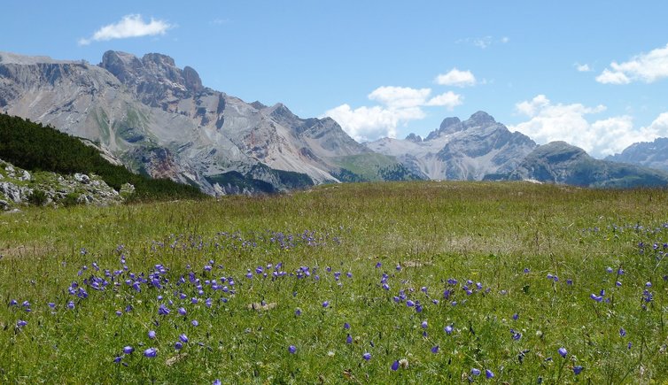 RS bluehende wiese glockenblumen landepiste sennes huette dahinter hohe gaisl und monte cristallo