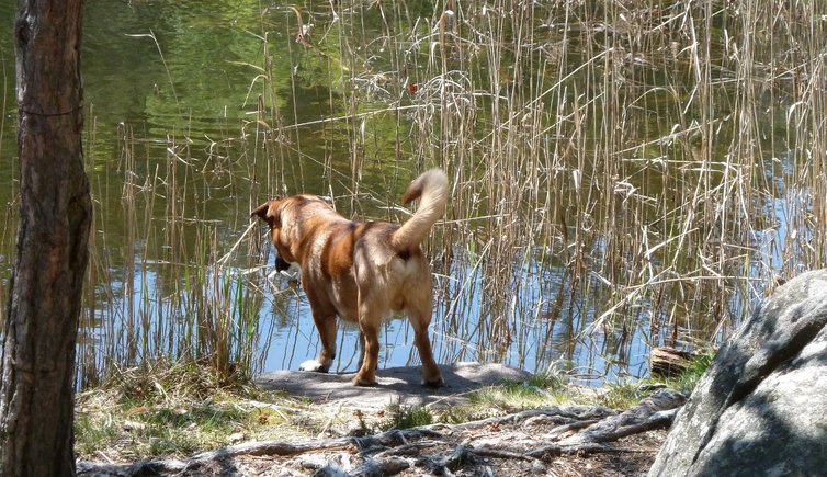 RS schwimmen hund