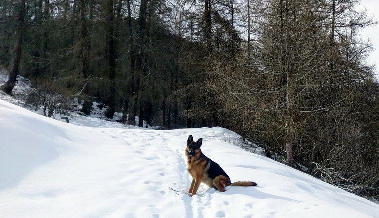 RS winterweg hund