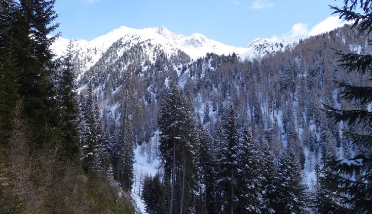 RS gsiesertal winterwald weg a bei pfoibach dahinter villgratner berge